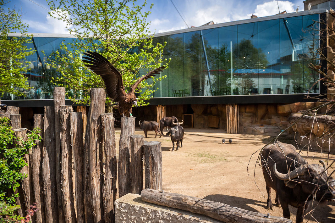 Step Into this New Restaurant and Aviary at the Antwerp Zoo