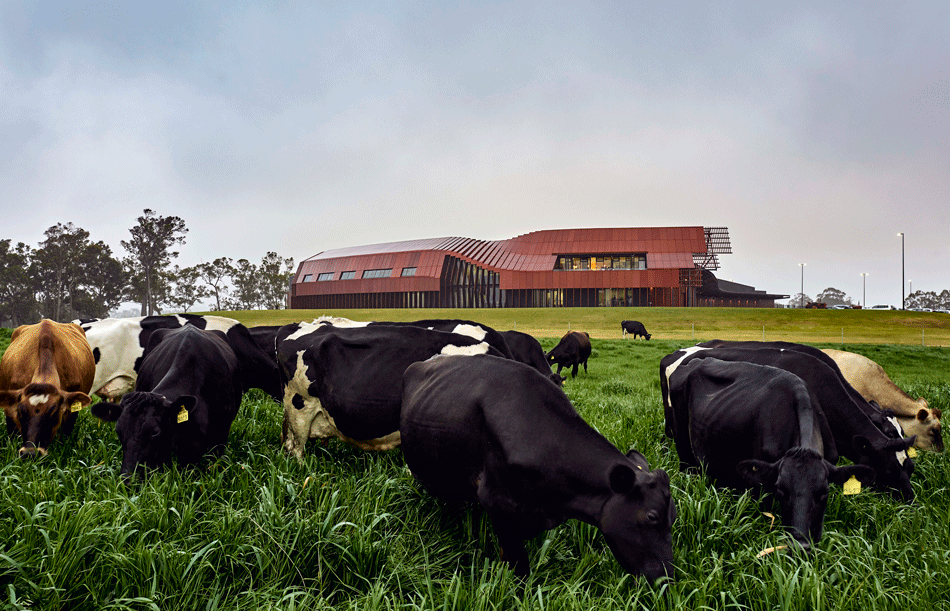 Australian Creamery Puts the Cow’s Health and ‘Wellbeing’ First